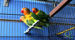 ابوربيع للطيور واسماك الزينة