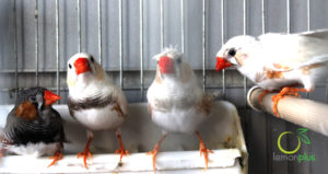 ابوربيع للطيور واسماك الزينة