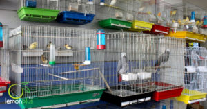 ابوربيع للطيور واسماك الزينة