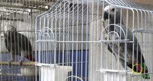 ابوربيع للطيور واسماك الزينة