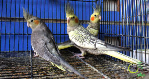 ابوربيع للطيور واسماك الزينة