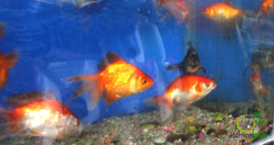 ابوربيع للطيور واسماك الزينة